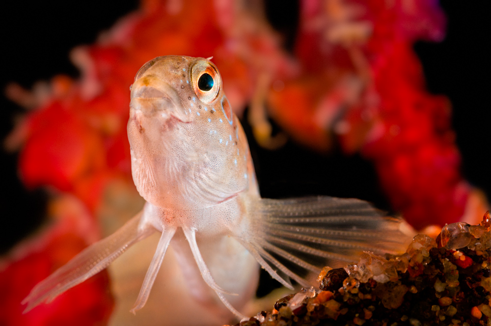 A small fish photographed against a red and black background.