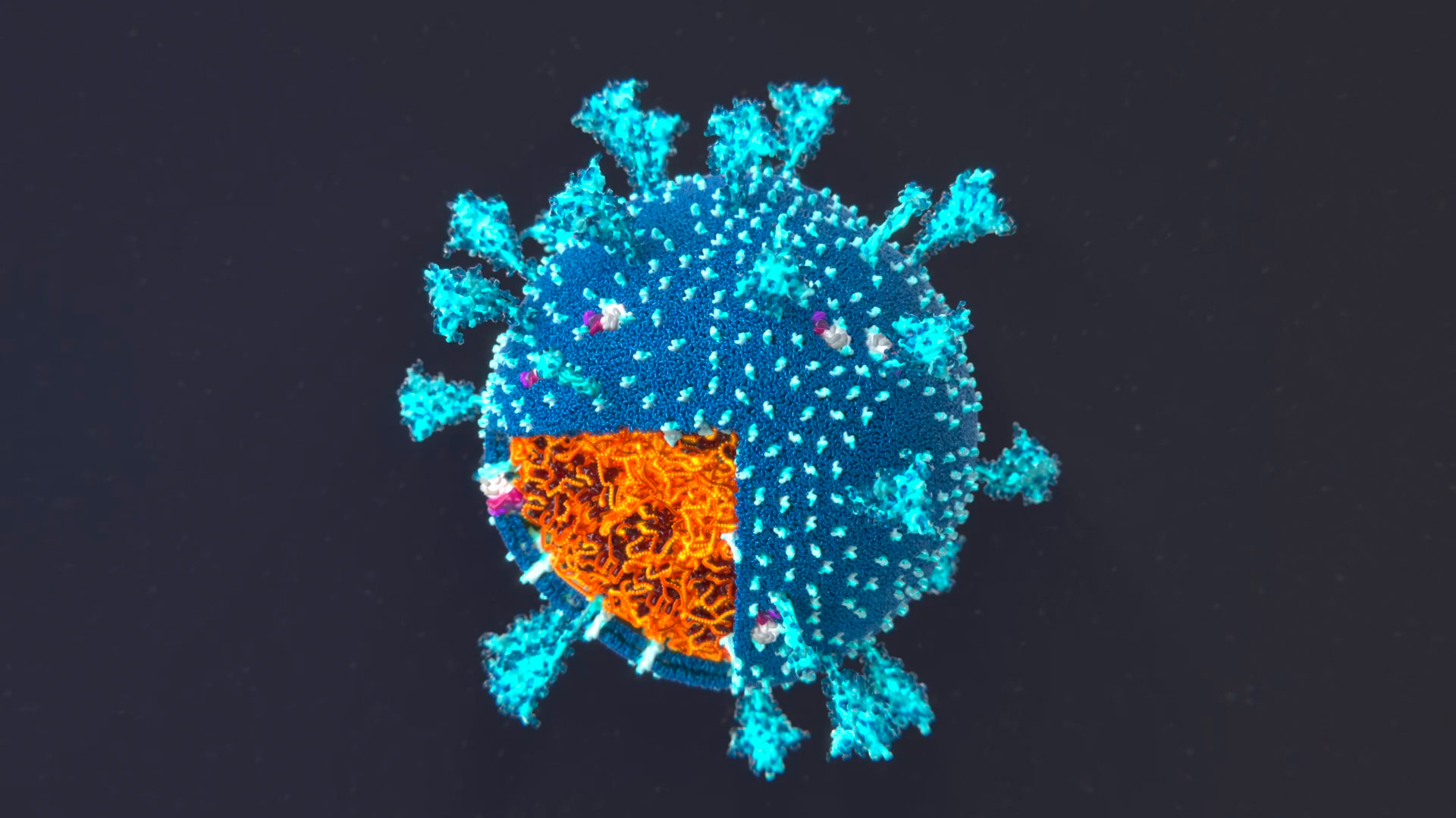 3D model of a SARS-CoV-2 virion, a cutaway section reveals the tightly packed RNA in the interior of the capsid.