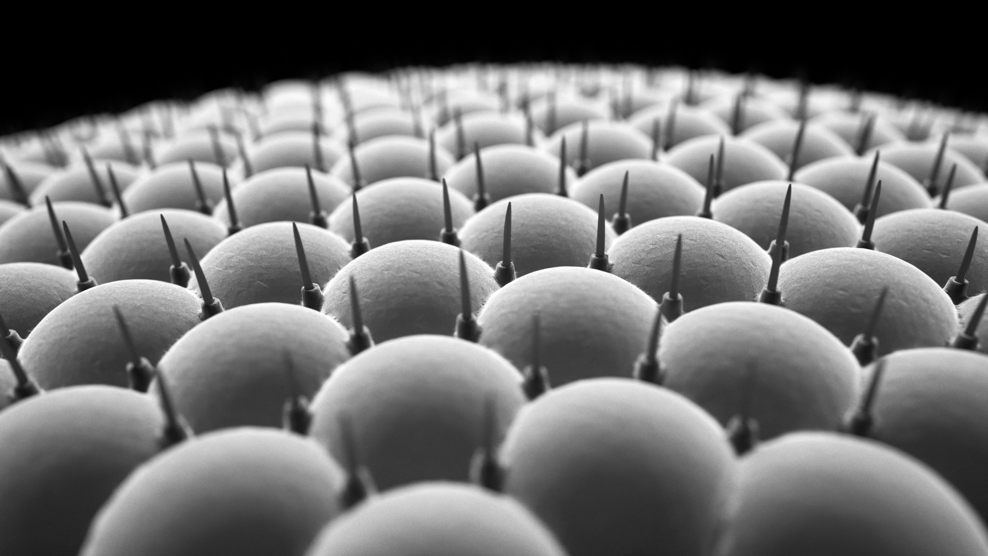 3D render of a compound eye at very high magnification. The shading simulates a high-contrast black and white look usually found in images produced via scanning electron microscopy.